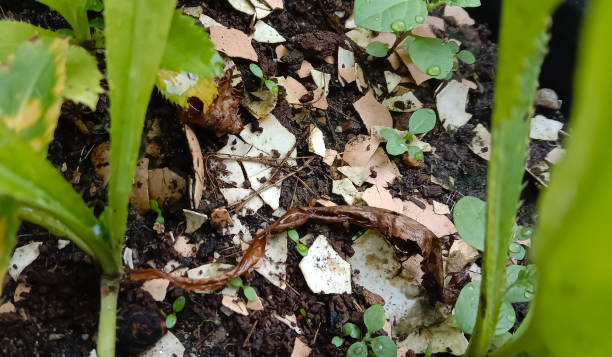 istock Eggshells used to fertilize spring onions and parsley. 1401485801