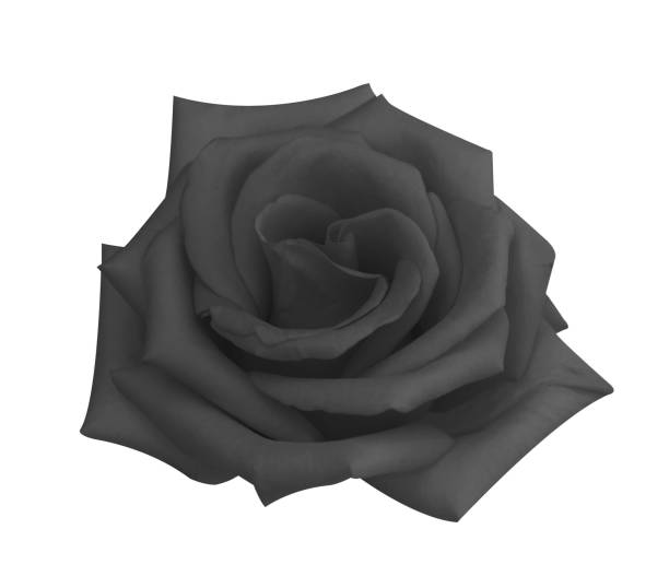 istock Black rose head flower isolated on white background, soft focus and clipping path 1401485817