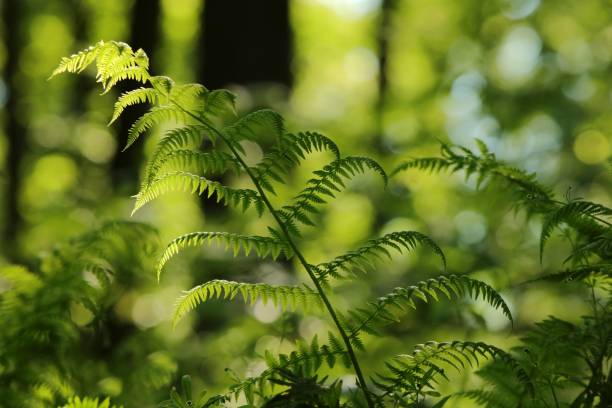 Fern in the forest Closeup of fern in the forest on a sunny spring morning polypodiaceae stock pictures, royalty-free photos & images