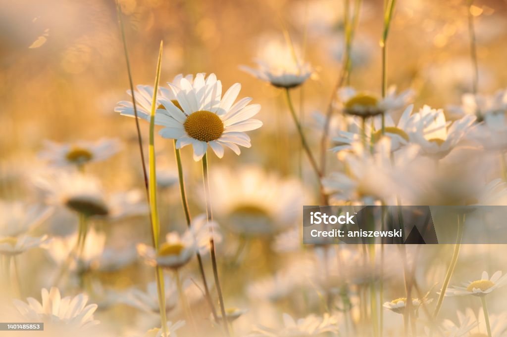 Daisies Daisies on a spring meadow at sunset Agricultural Field Stock Photo