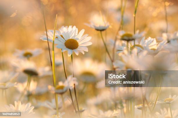 Daisies Stock Photo - Download Image Now - Agricultural Field, Sunset, Daisy