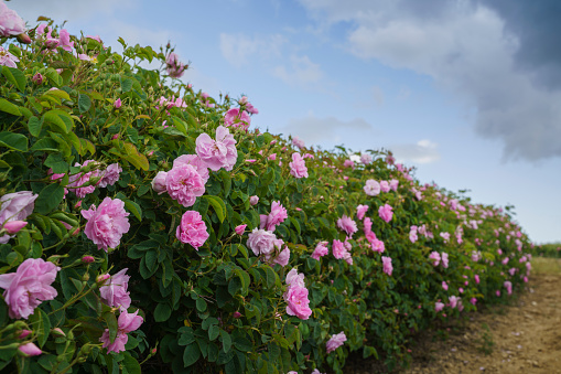 The rose fields in the valley of Guneykent, Isparta, Turkey