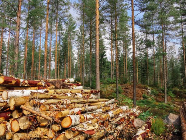 Forest industry timber wood harvesting Finland