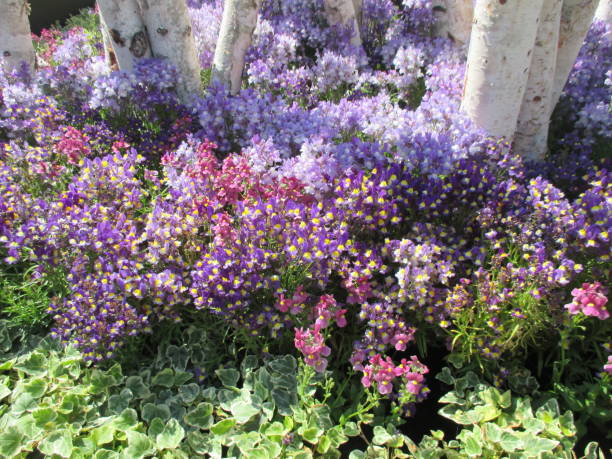There are several types of linaria, but in horticulture, when we simply refer to linaria, we often refer to annual species that omit perennials, and among them, the high-grade Maroccana and the short stature Vipartita are popular. The leaves are thin and delicate, giving a more delicate impression than the same Scrophulariaceae snapdragon.\nThe genus Nemesia is a plant of the family Scrophulariaceae. It is an endemic genus of Southern Africa and is distributed in tropical Africa centered on South Africa. About 60 species have been confirmed, including perennials, annuals, and sub-shrubs. In addition to natural varieties, there are many cultivars with improved varieties such as mating, and cultivation is flourishing. In the Cape area near the Cape of Good Hope, the rainy season comes in winter, and the annual Nemesia inhabits.