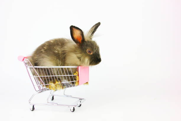 istock cute rabbit in cart isollate on white 1401487359
