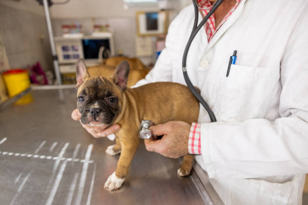 veterinario caucasico con stetoscopio che ascolta il battito cardiaco del cucciolo di bulldog francese - animal recovery illness pets foto e immagini stock