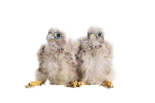 Chick Common Kestrel Falco tinnunculus isolated on white background Two chicks Common Kestrel Falco tinnunculus isolated on white background. portrait of common kestrel falco tinnunculus a bird of prey stock pictures, royalty-free photos & images