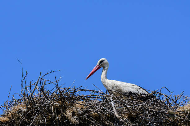 istock Bird Stork on nest against blue sky, white stork stands in nest 1401488580