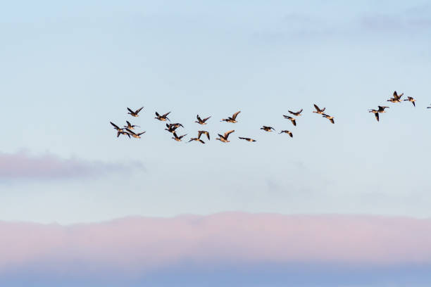 istock Wild gray geese anser anser in flight, blue sky 1401488588