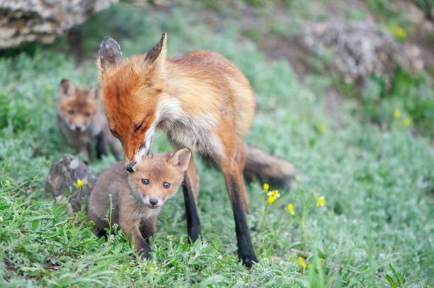 istock Red fox Vulpes vulpes in the wild 1401488628