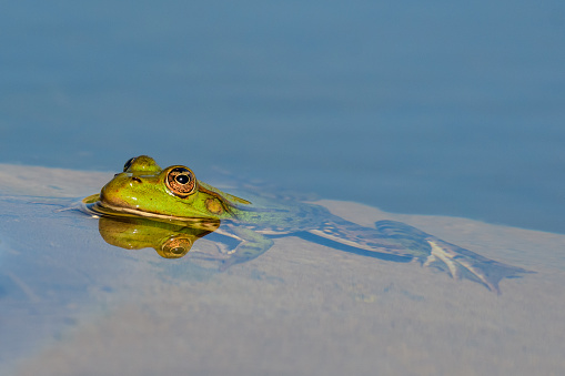 Green Marsh Frog in the pond. Pelophylax ridibundus.