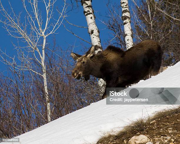 Moose Poruszać Się W Dół - zdjęcia stockowe i więcej obrazów Bez ludzi - Bez ludzi, Dzikie zwierzęta, Fotografika