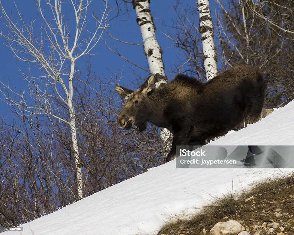 Moose mudança de downhill - Royalty-free Alce Foto de stock