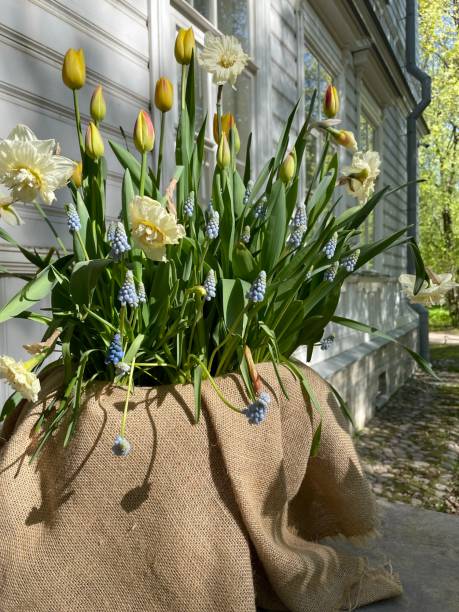 istock Flowers in the flowerbed 1401489893