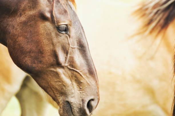 istock Close-Up Of A Horse 1401491170