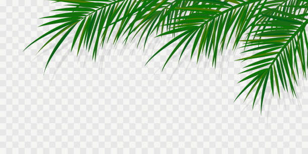 ilustraciones, imágenes clip art, dibujos animados e iconos de stock de ramas de palma 1 - palm leaf branch leaf palm tree