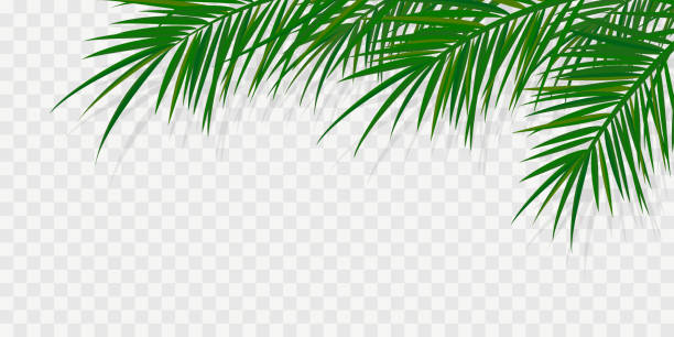 Palm branches 1 Summer tropical backgrounds with palms and transparent shadow.. Summer  poster or flyer . Summertime palm leaf stock illustrations