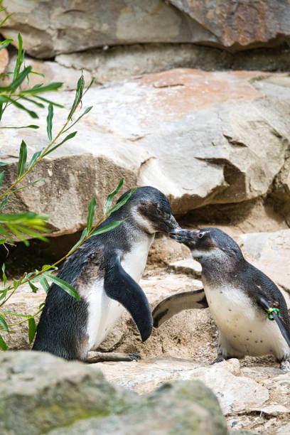 pingüino besando. pájaros blancos y negros como pareja en tierra. foto animal de cerca. - nobody beak animal head penguin fotografías e imágenes de stock