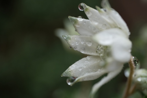 Flannel flower flowers getting wet in the rain