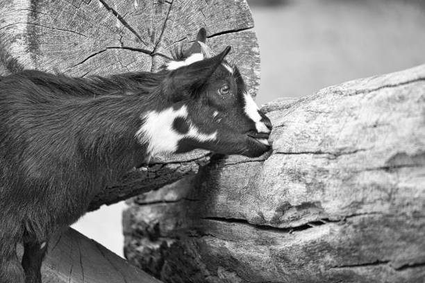 Kid in black and white playing in petting zoo. interesting it explores the environment. Animal photo of small mammals. Pets from Germany