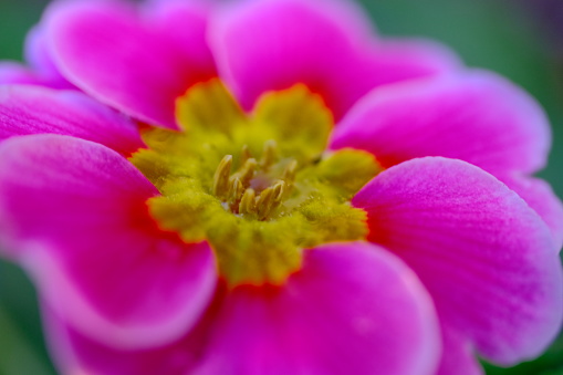 Close up shot of flower pistil
