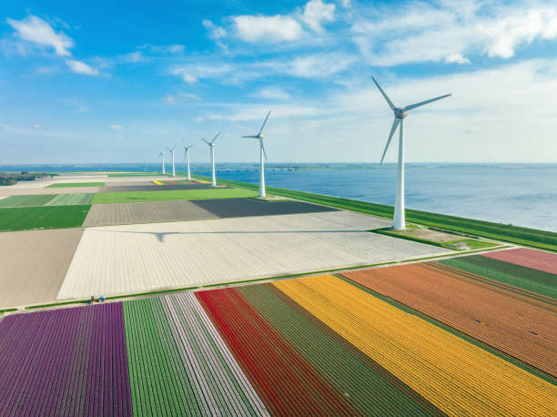 istock Tulips growing in agricutlural fields during springtime with wind turbines in the background 1401492883