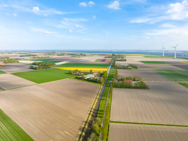 istock Tulips growing in agricutlural fields during springtime seen from above 1401492909