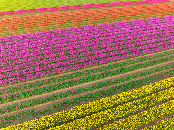 Tulips growing in agricultural fields in the Noordoostpolder in Flevoland, The Netherlands, during springtime seen from above. The Noordoostpolder is a polder in the former Zuiderzee designed initially to create more land for farming.