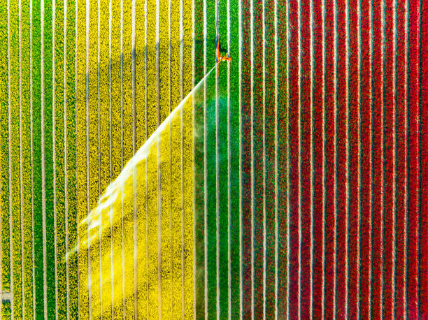 Tulips growing in a field sprayed by an agricultural sprinkler during springtime