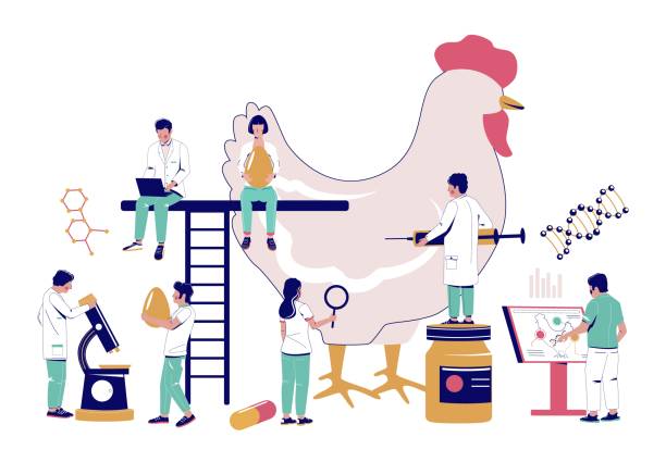 illustrazioni stock, clip art, cartoni animati e icone di tendenza di il team veterinario rende il test antibiotico del pulcino vettore piatto - poultry