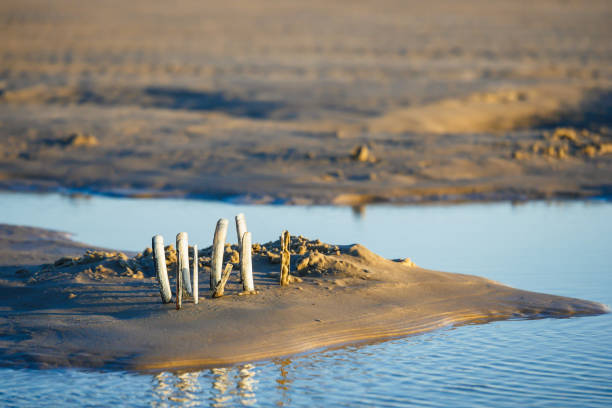 Sandy beach shore with dry wood logs and water.