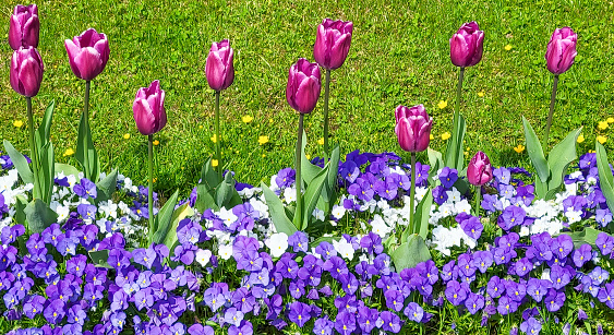 Flower bed with tulips and viola tricolor