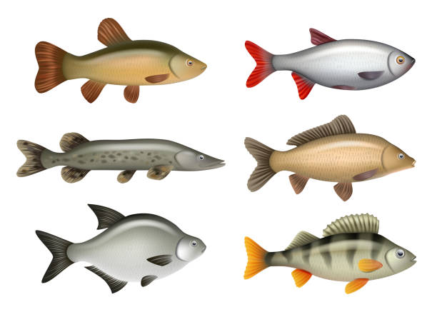 ilustrações de stock, clip art, desenhos animados e ícones de realistic fish. river swimming water fresh fishes herring bass salmon decent vector pictures set isolated - perching
