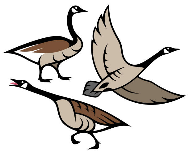 Stylized Geese Canada Goose canada goose stock illustrations