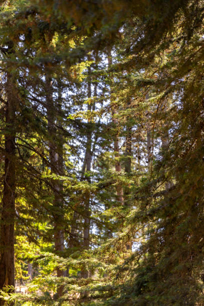 Detail of pine trees with daylight.