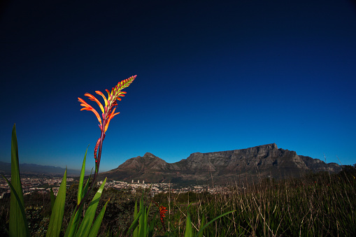 Indigenous lily flower with the landmark Table Mountain and the city of Cape Town, South Africa, behind it in the distance.