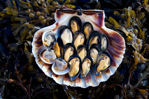 Fresh cockles and mussels on display in a scallop shell on a bed of seaweed at a fish market