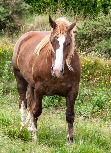 istock Breton Postier Horse from the front 1401500046