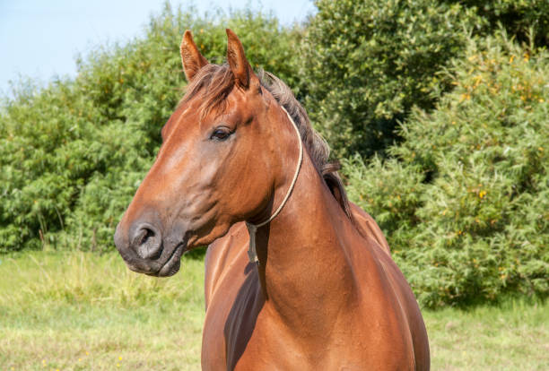 istock Anglo-Arab horse in portrait 1401500245
