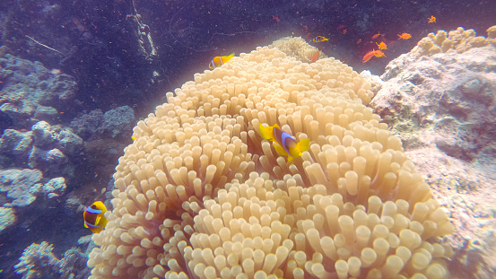 Diving in the crystal clear waters of Yambu in Saudi Arabia. Red fishes on sponges and coral