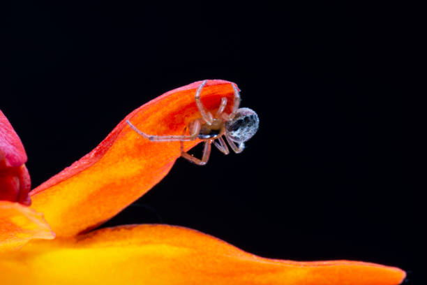 A beautiful and elegant Montbretia and a spider waiting for lunch.