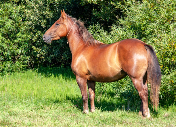 istock Anglo-Arab horse on foot 1401501126