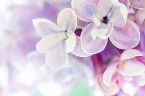 istock Background of blooming purple terry lilac. Soft focus 1401501357
