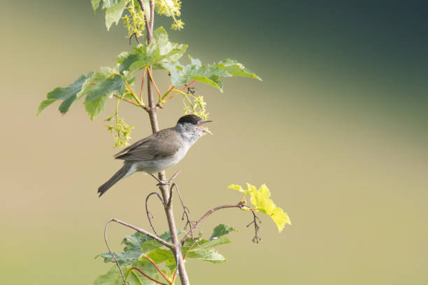 istock Eurasian blackcap (Sylvia atricapilla) male. 1401502642