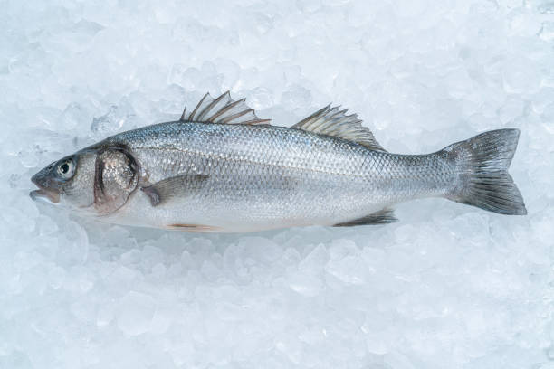 istock Raw Seabass fish Robalo fresh seafood on ice 1401502724