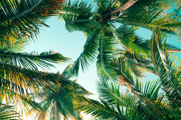 Background summer tropical, Coconut tree at tropical coast, Low angle view. Background summer tropical, Coconut tree at tropical coast, Low angle view, Vintage Tones fruit of coconut tree stock pictures, royalty-free photos & images