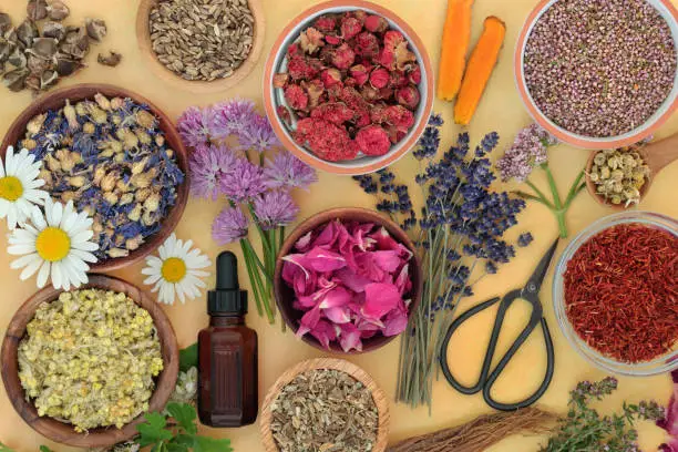 Healing herbs and  flowers for essential oil preparation used in herbal plant medicine. Natural health care concept for alternative healing. Top view, flat lay on mottled yellow background.