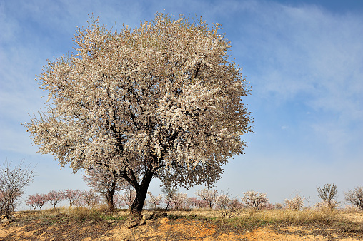 Prunus dulcis - the almond tree, is a tree of the Rosaceae family