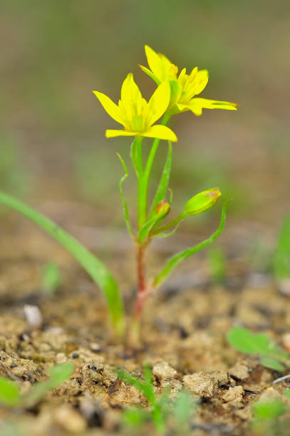 Gagea soleirolii - The yellow star is a flowering plant of the genus Gagea of the Liliaceae family. The yellow star is a flowering plant of the genus Gagea of the Liliaceae family. gagea pratensis stock pictures, royalty-free photos & images