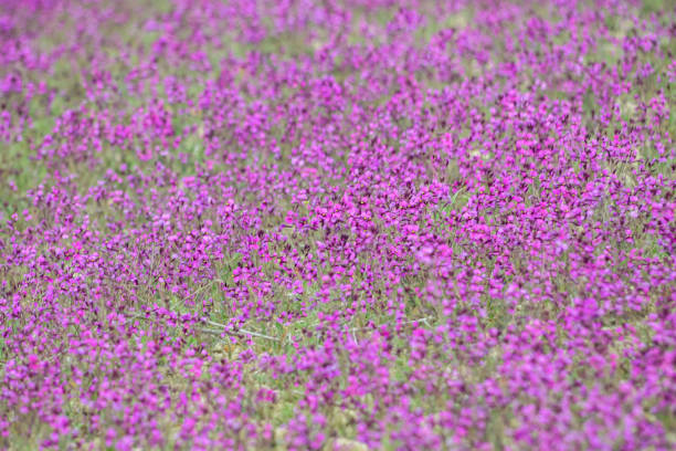 istock Natural floral background, pinkish in color 1401503319